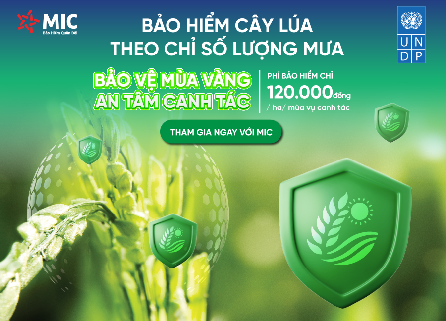 Bảo hiểm nông nghiệp – Bảo hiểm cây lúa của MIC