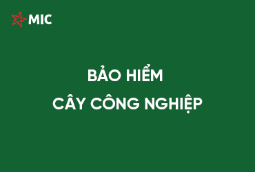 Bảo hiểm Cây công nghiệp MIC: Giải pháp bảo vệ toàn diện cho nông sản của bạn